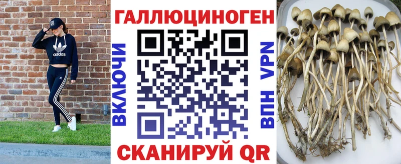 Псилоцибиновые грибы Cubensis  Ейск 